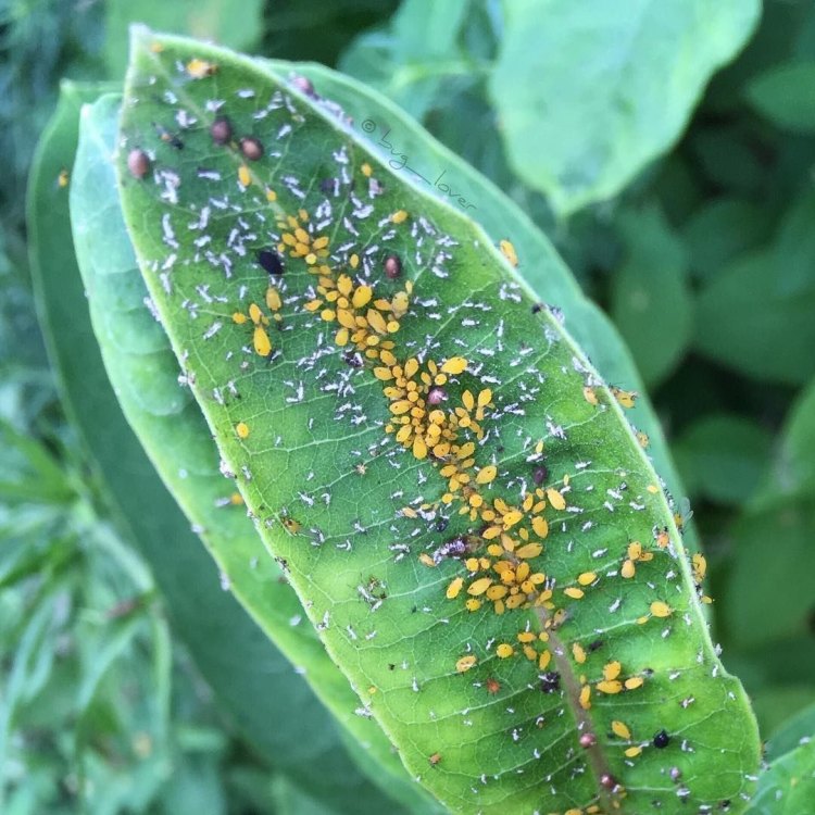 Yellow Aphids
