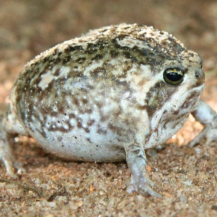 Desert Rain Frog