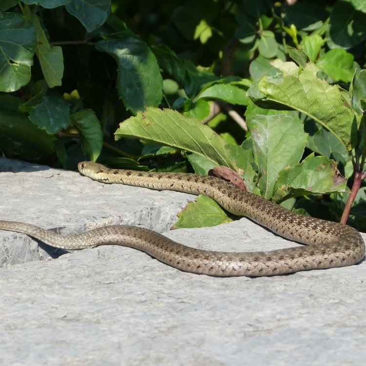 De Kay's Brown Snake