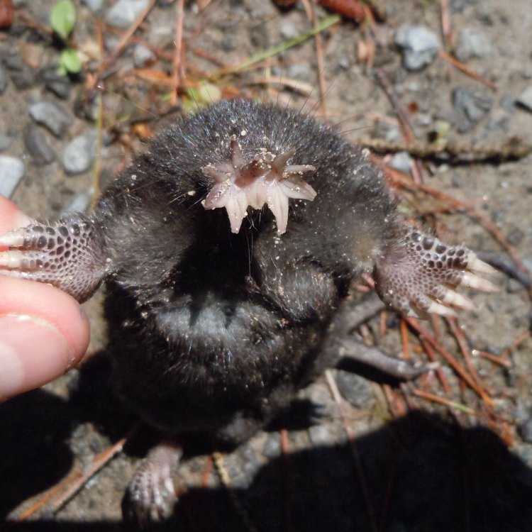 Star Nosed Mole