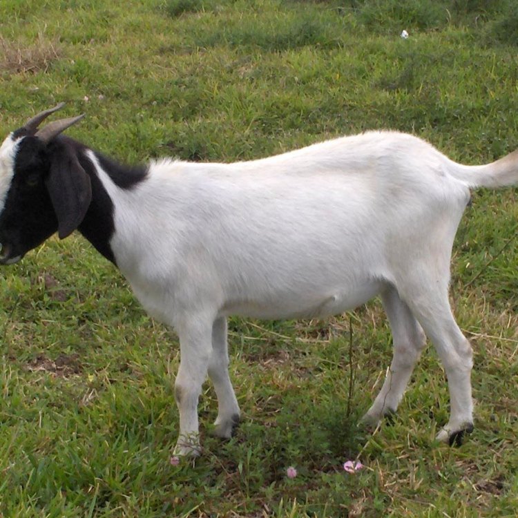 Spanish Goat