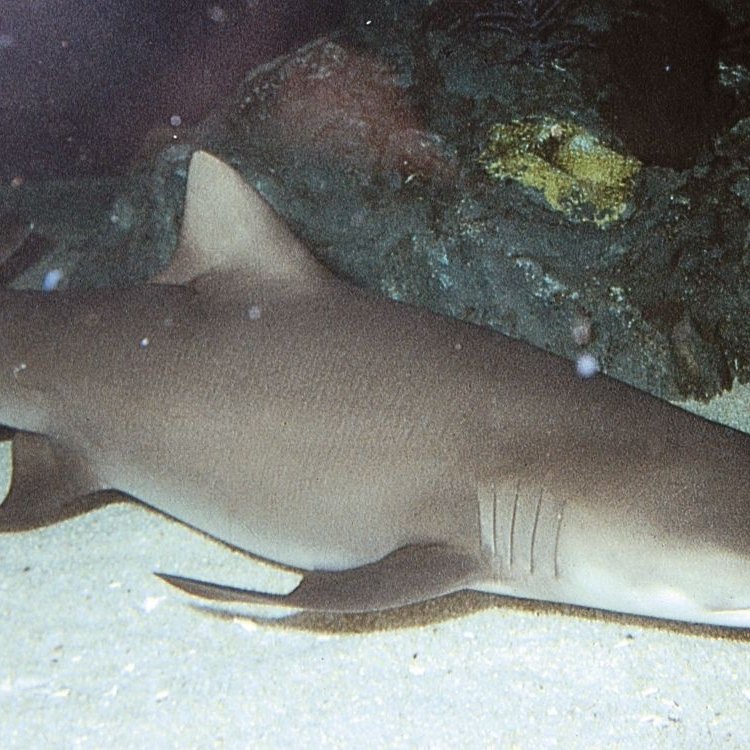 Blacknose Shark