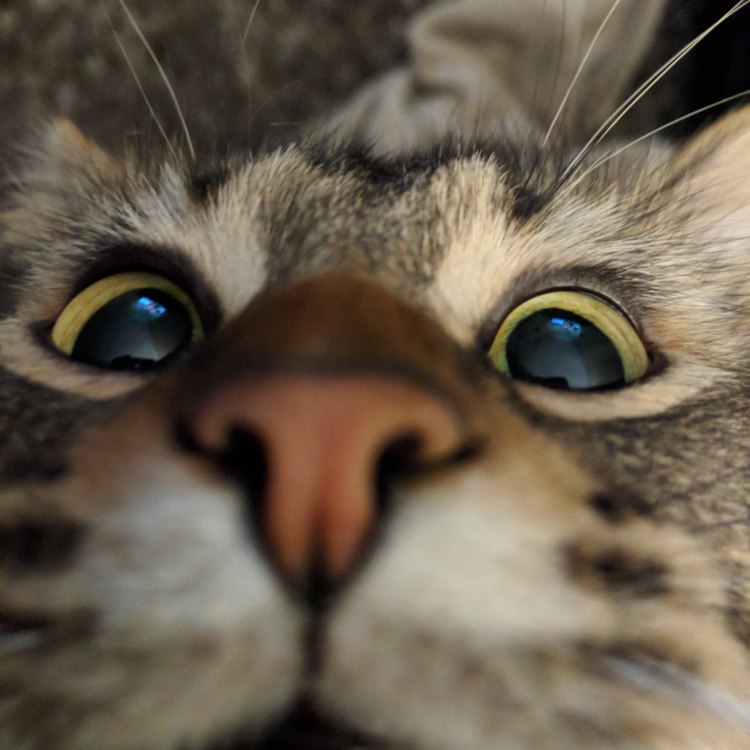The Fascinating Feline: All You Need to Know About Cats