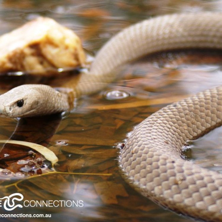 The Deadly and Fascinating Eastern Brown Snake