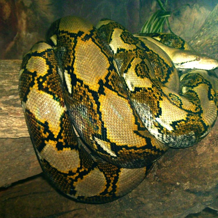 Discover the Fascinating World of the Oenpelli Python: Australia's Hidden Gem