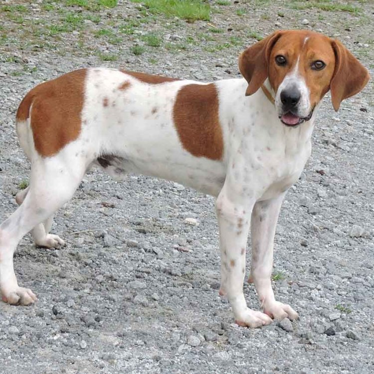The Majestic English Foxhound: A Champion of the Countryside
