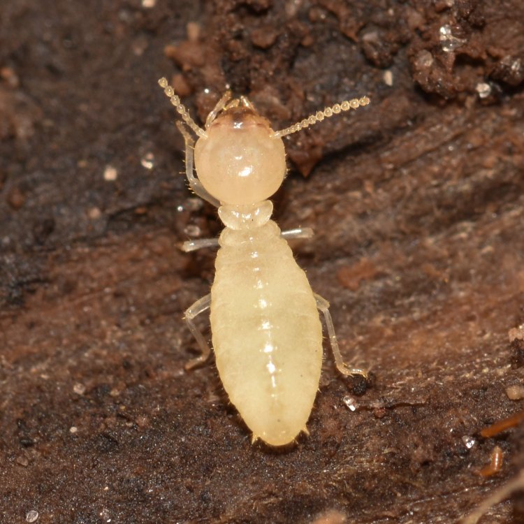 The Fascinating World of Termites: Builders of the Animal Kingdom