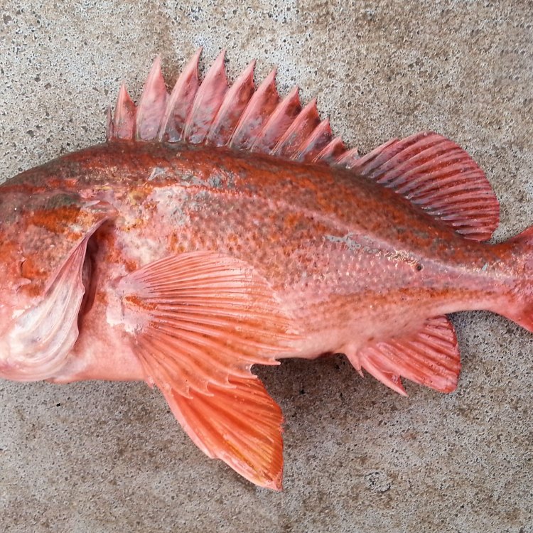 The Fascinating World of Rockfish: A Closer Look at the Colorful and Powerful Fish of the Northern Pacific Ocean
