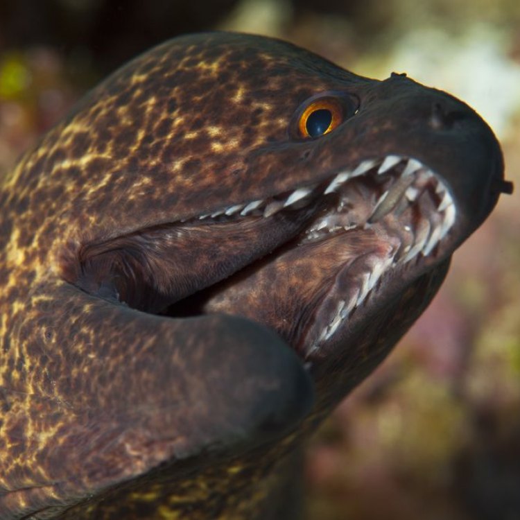 Freshwater Eel: The Slithering Beauty of the Aquatic World