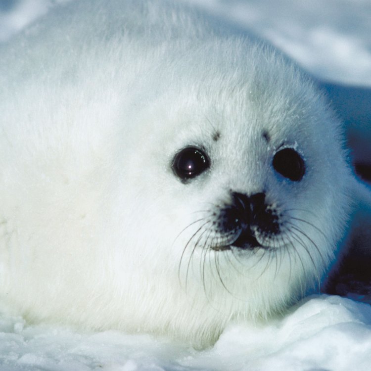 Harp Seal: The Graceful Swimmer of the Arctic