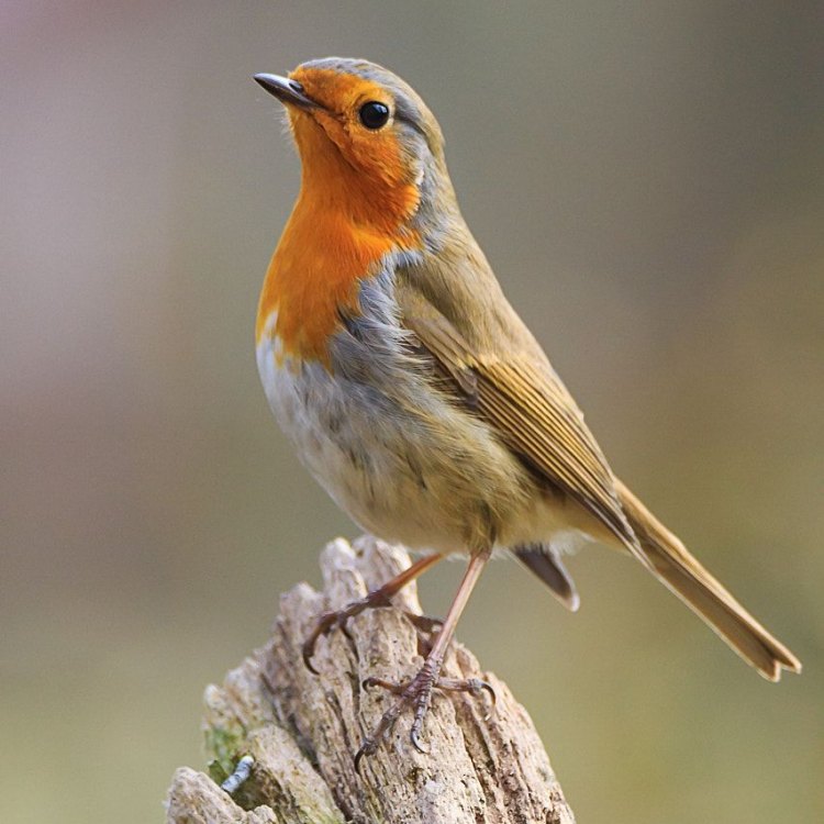 The European Robin: A feathered friend in your garden