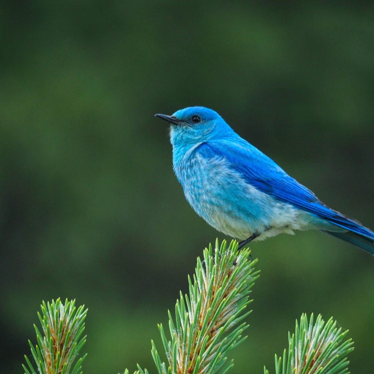 Mountain Bluebird: A Symbol of Beauty and Resilience