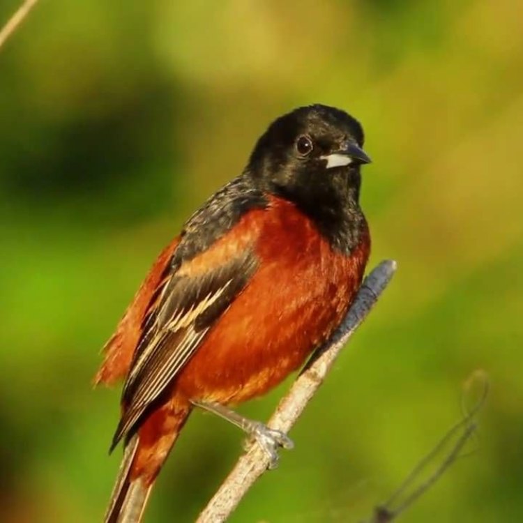 The Orchard Oriole: A Jewel of the North and Central American Skies