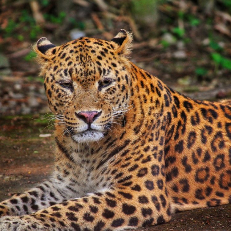 The Majestic Leopard: The Golden Predator of Africa and Asia