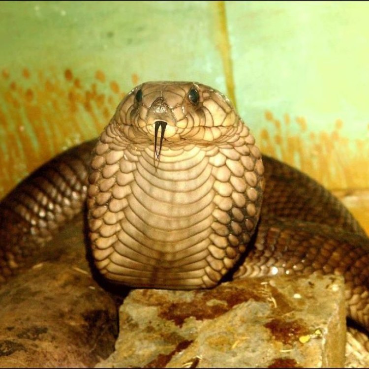 The Deadly Egyptian Cobra: An Elusive Predator of the Desert