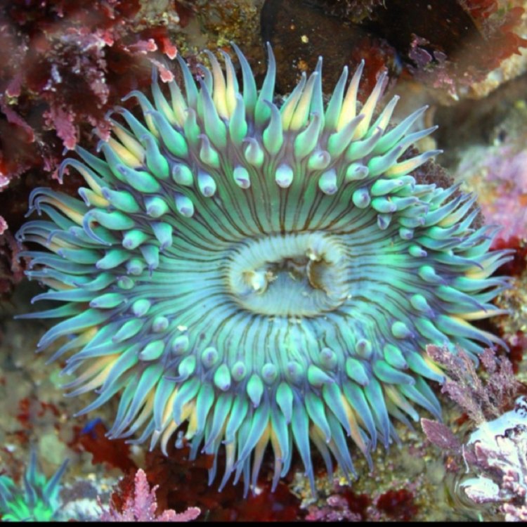 Welcome to the Mysterious World of Sea Anemones