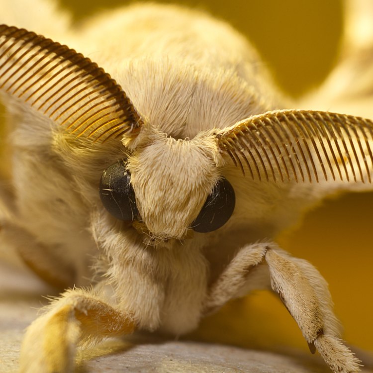 The Secret Life of the Spongy Moth: Exploring the Enigmatic World of Gonimbrasia belina