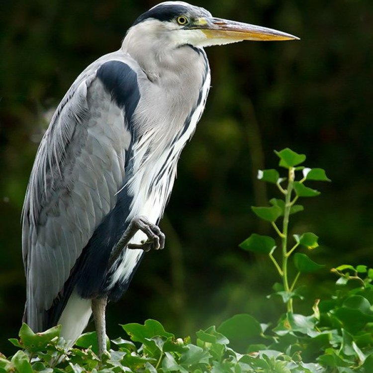The Elegant Grey Heron: A Majestic Creature of Wetlands and Beyond