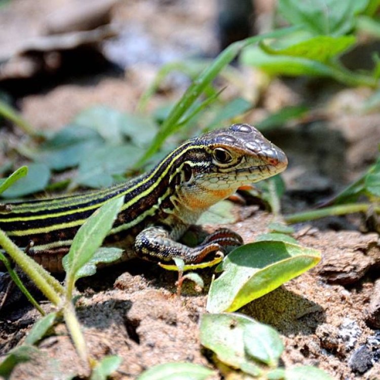 The Amazing Whiptail Lizard: A Small Creature with Extraordinary Abilities