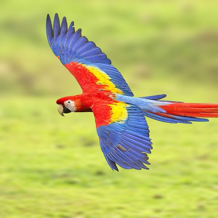 The Majestic Scarlet Macaw: A Bird of Vibrant Colors