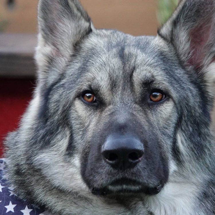 The Robust and Loyal American Alsatian: A Close Relative of the Wolf