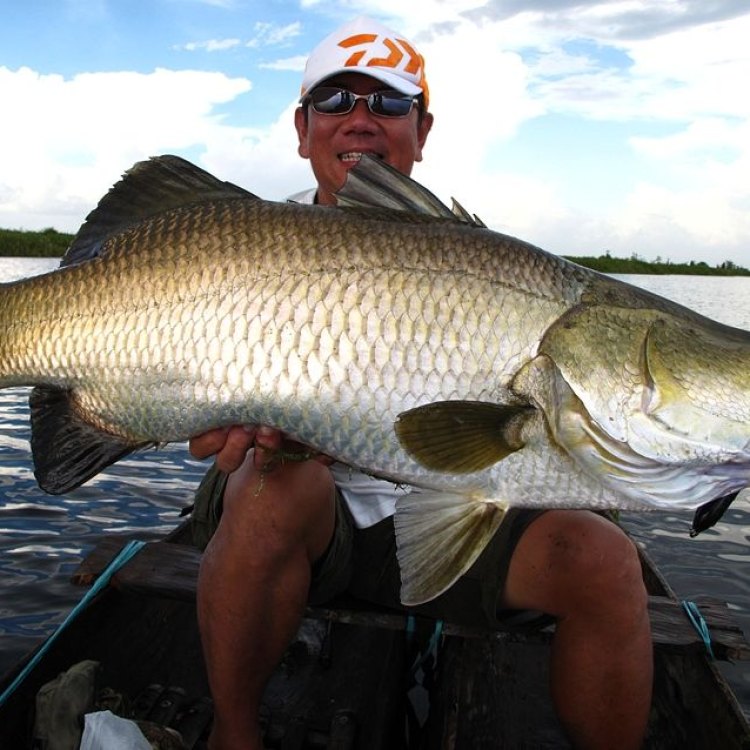 Barramundi Fish: An Elusive and Mighty Hunter of the Indo-West Pacific Region