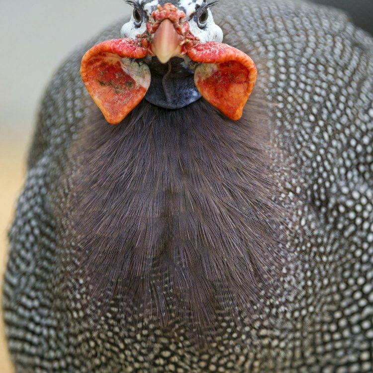 The Fascinating Natural World of Guinea Fowl