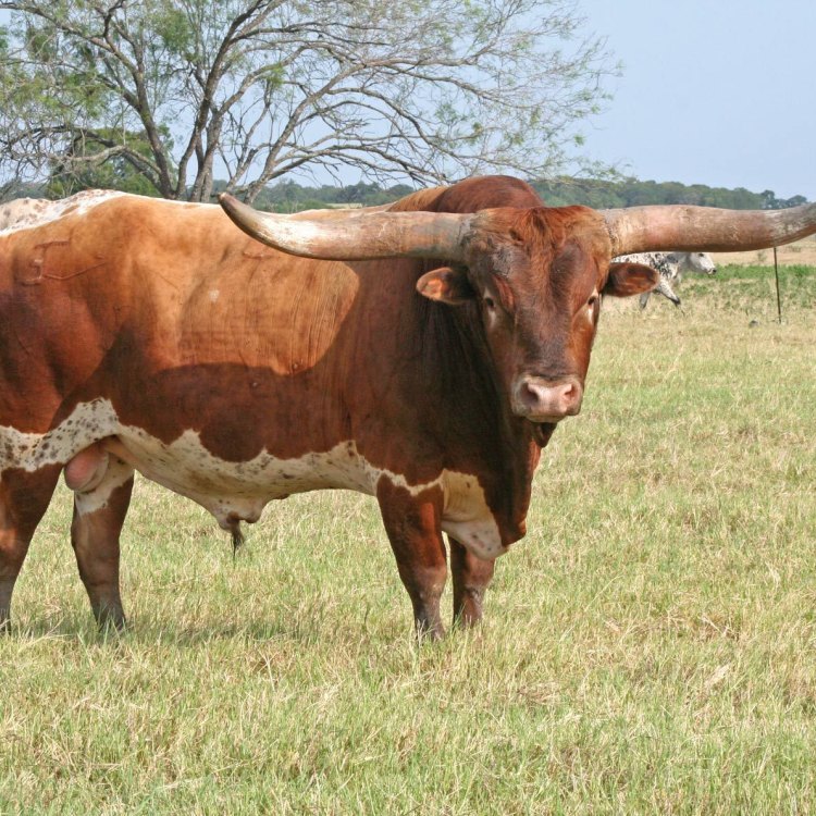 The Magnificent English Longhorn Cattle: A Wealth of History and Beauty