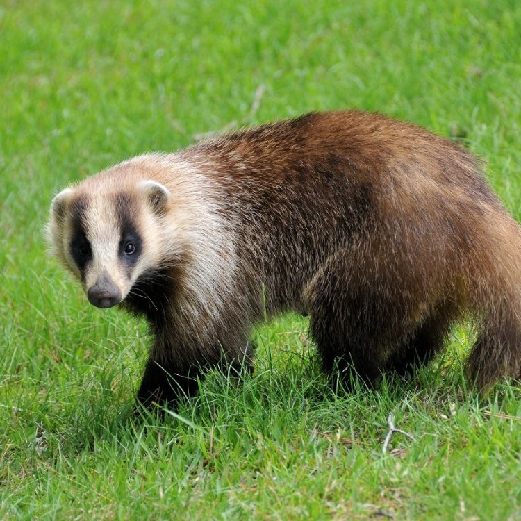 The Hardy Badger: A Fierce Yet Fascinating Creature