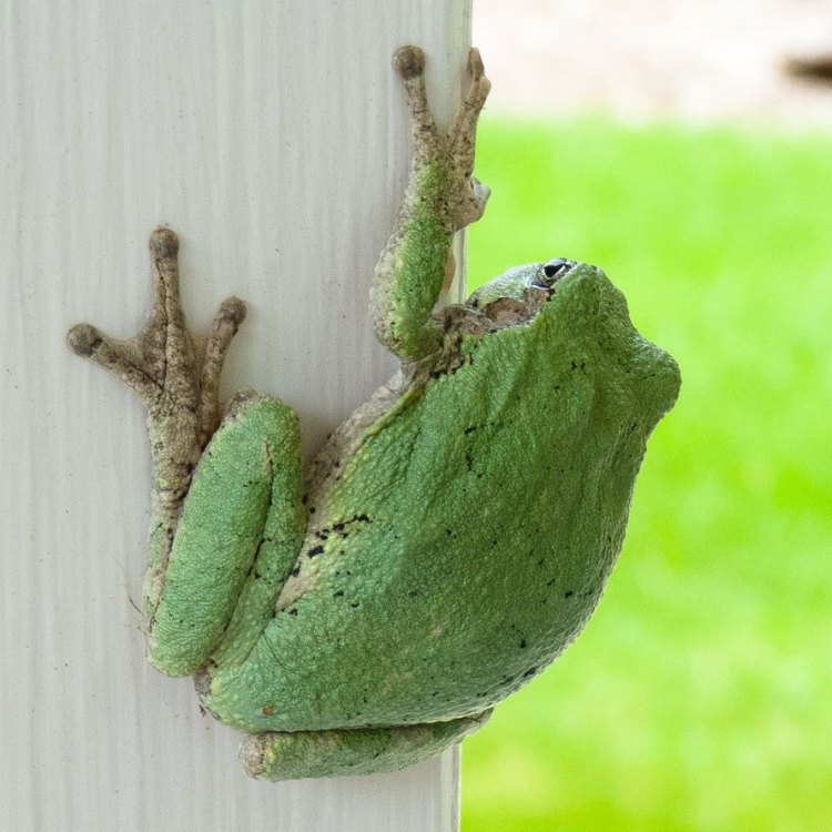 The Cool and Camouflaged Gray Tree Frog: Secrets of One of North America's Most Fascinating Amphibians