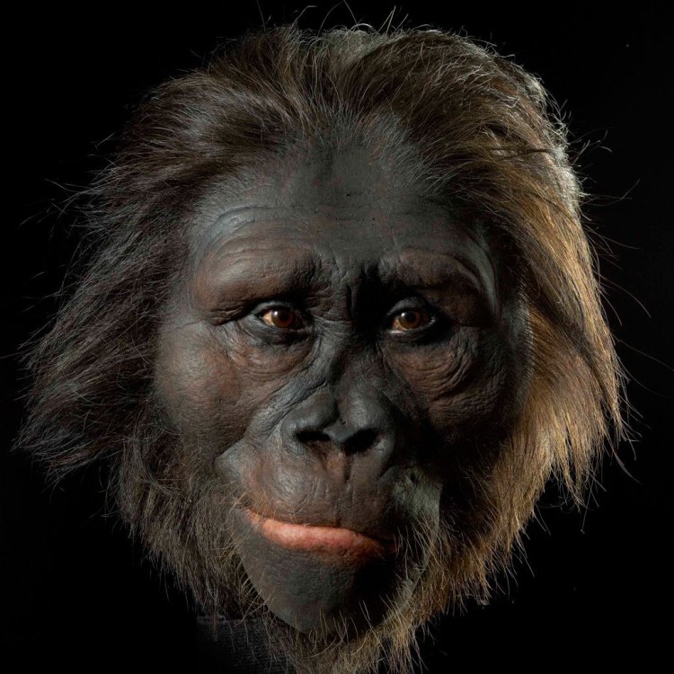 The Ancient Human: Exploring the Story of Australopithecus