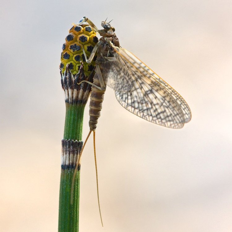 Nature's Aquatic Marvel: The Fascinating Mayfly