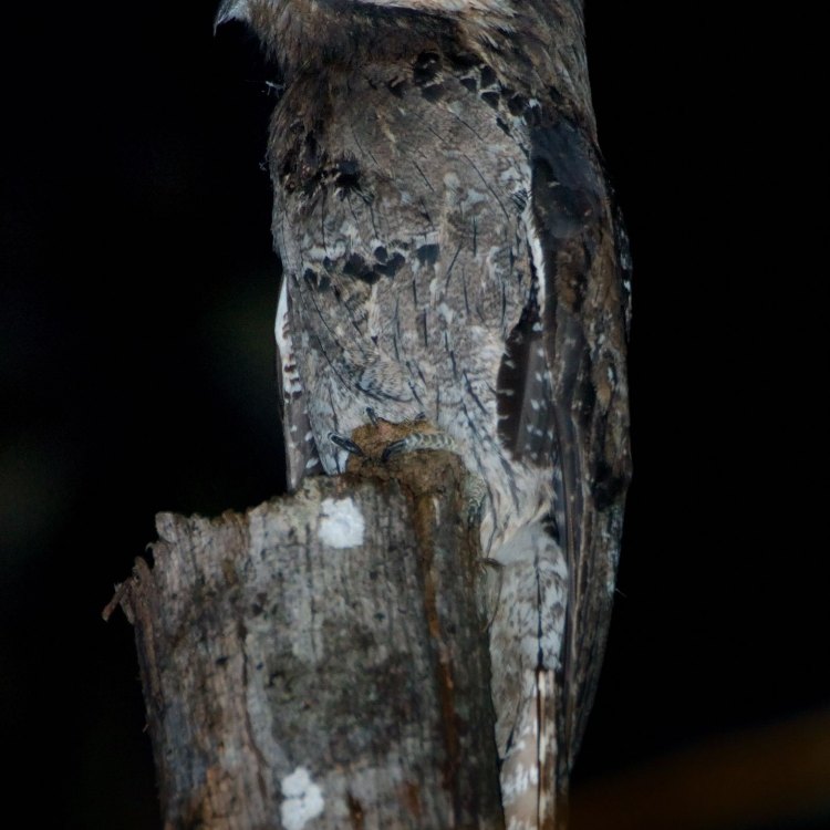 The Mysterious and Fascinating Great Potoo Bird: A Master of Camouflage