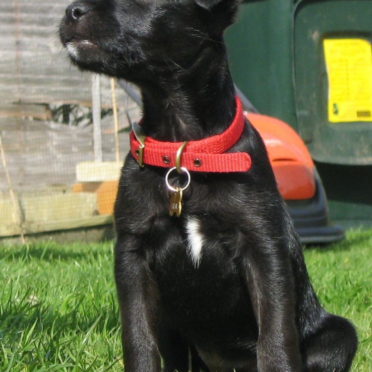 The Mighty Patterdale Terrier: A Quick Guide to This Little Canine Wonder