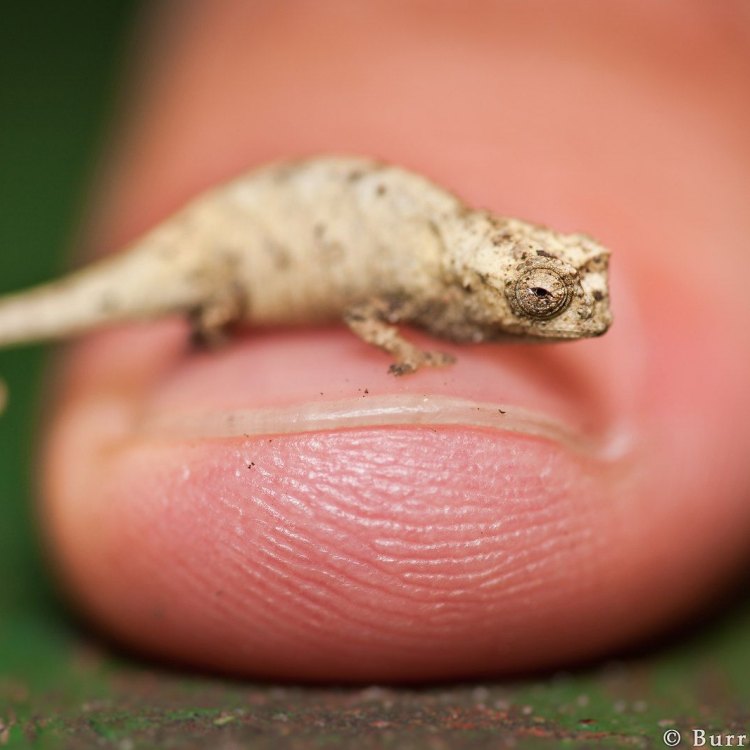 The World's Smallest Chameleon: The Brookesia Micra