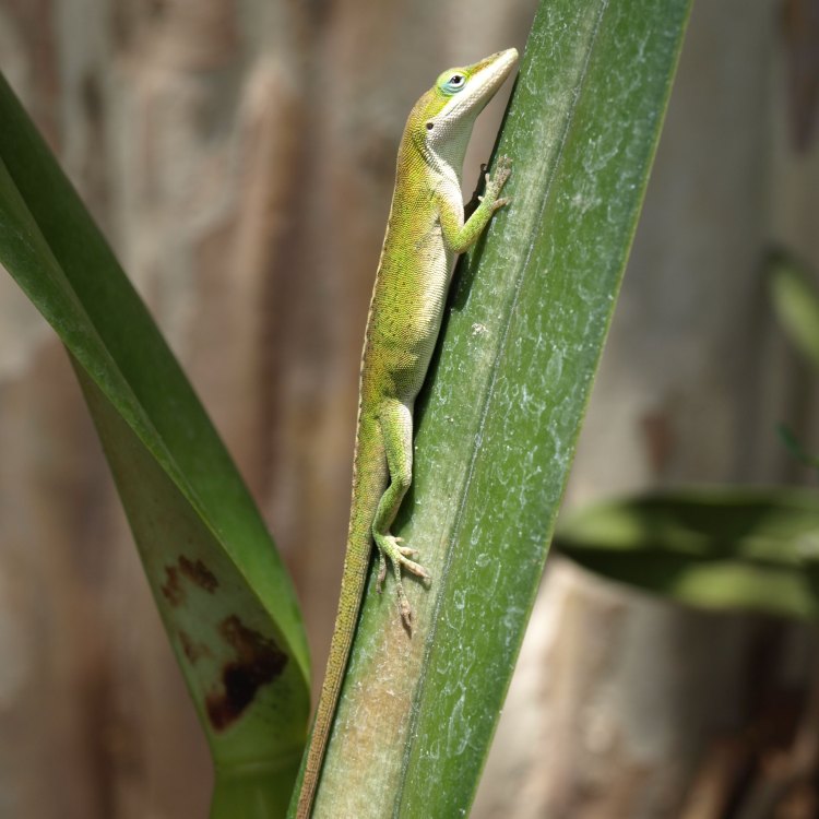 The Fascinating Green Anole: A Jewel of the Southeastern United States