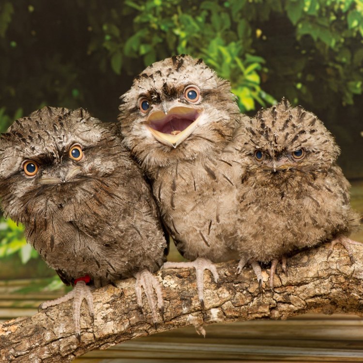 The Enigmatic Potoo: A Master of Camouflage in the Forests of Central and South America