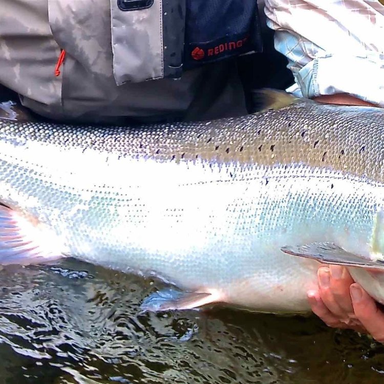 The Mighty Atlantic Salmon: A Magnificent Species of the Northern Atlantic Ocean