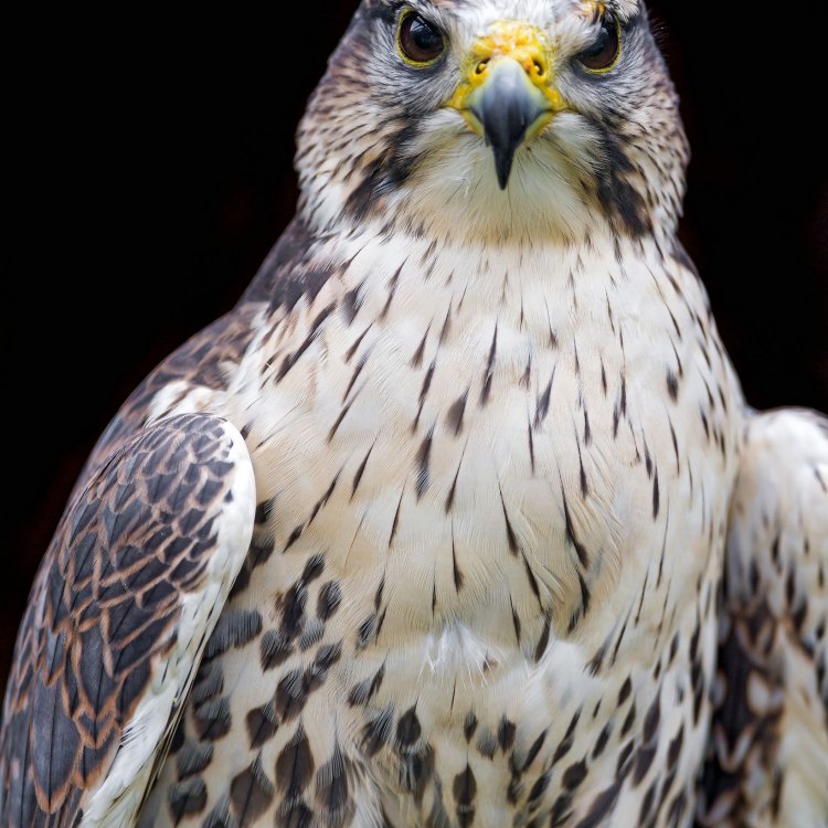 <strong>The Peregrine Falcon: Exceptional Speed and Hunting Skills</strong>