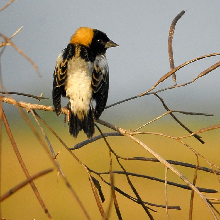 The Remarkable Bobolink: A Bird of Many Colors and Songs