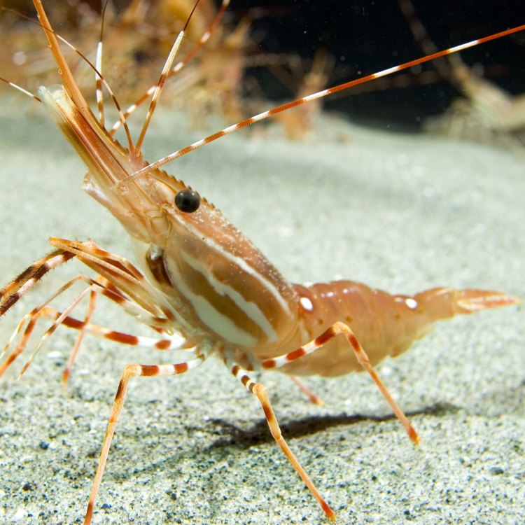 The Tiny, Mighty Shrimp: A Fascinating Creature of the Sea