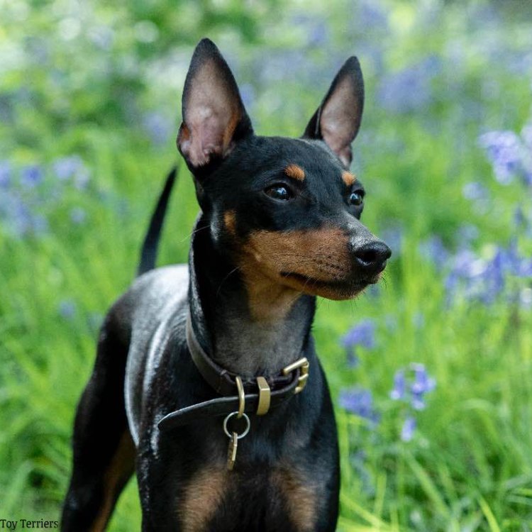 The Best Companion for Life: Meet the English Toy Terrier