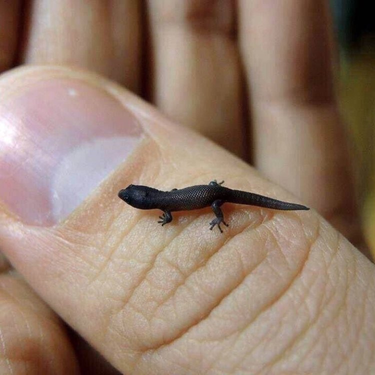 The Fascinating and Tiny Virgin Islands Dwarf Gecko: A Closer Look into the World's Smallest Lizard