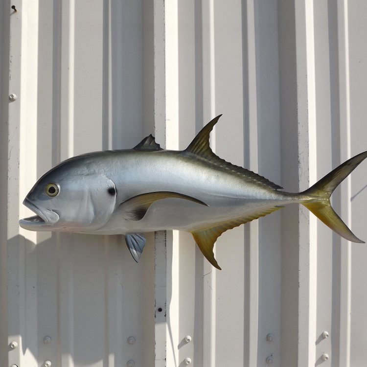 The Mighty Jack Crevalle: King of the Atlantic