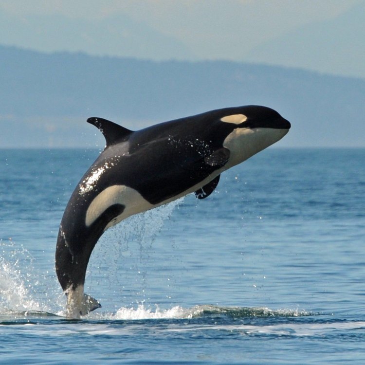 The Mighty and Mysterious Killer Whale: A Deep Dive into the Majestic Creature