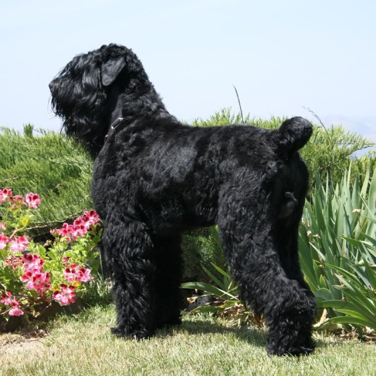 The Majestic Black Russian Terrier: A Loyal and Powerful Canine Companion