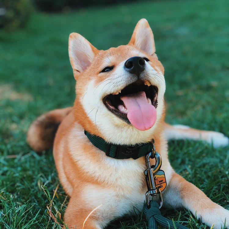 The Fascinating World of Shiba Inu Mix: A Unique Blend of Fluff and Spirit