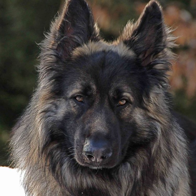 The Majestic Shiloh Shepherd: A Hybrid Breed of Beauty and Brains