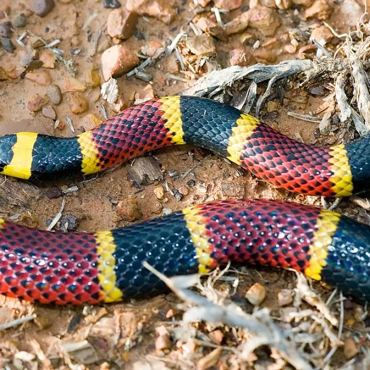 The Elusive Beauty of the Texas Coral Snake