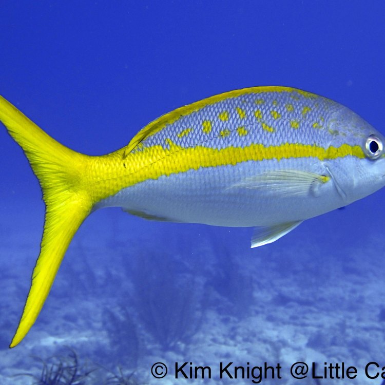 The Colorful World of Yellowtail Snappers